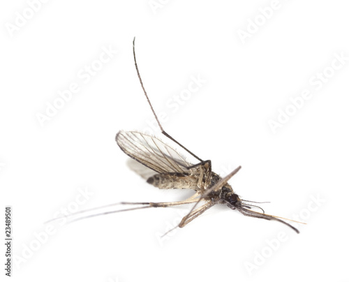 Dead mosquito isolated on white background.
