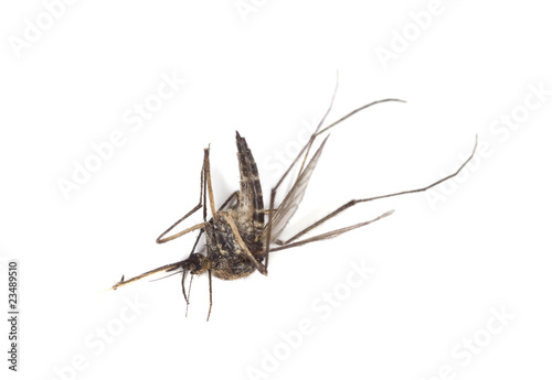 Dead mosquito isolated on white background.