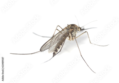 Mosquito isolated on white. © Henrik Larsson