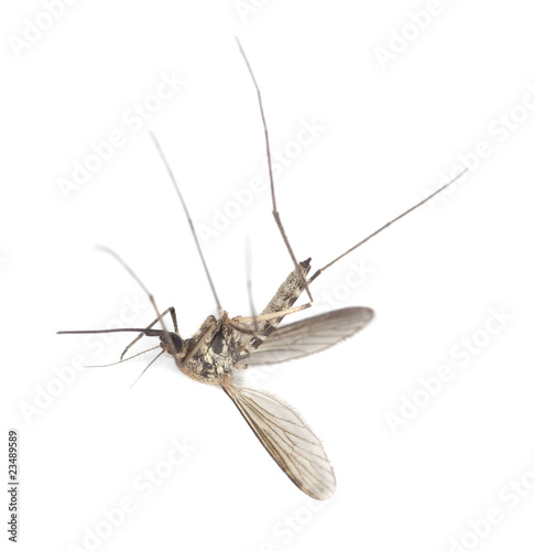 Mosquito isolated on white.