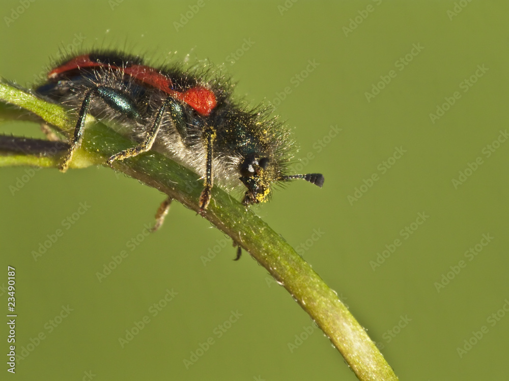 Naklejka premium haarig