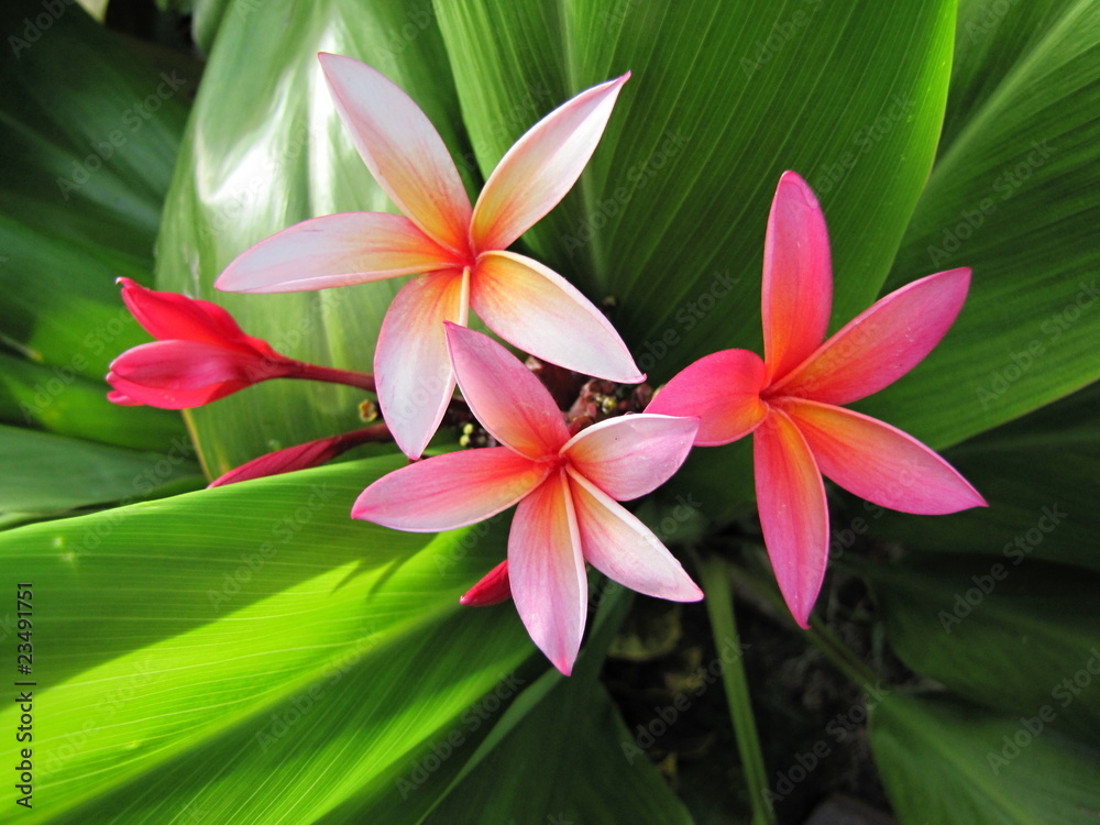 Plumeria flowers Plumeria flowers
