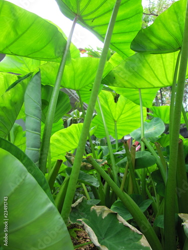 Taro Leaf Forest