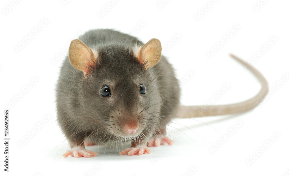rat rat