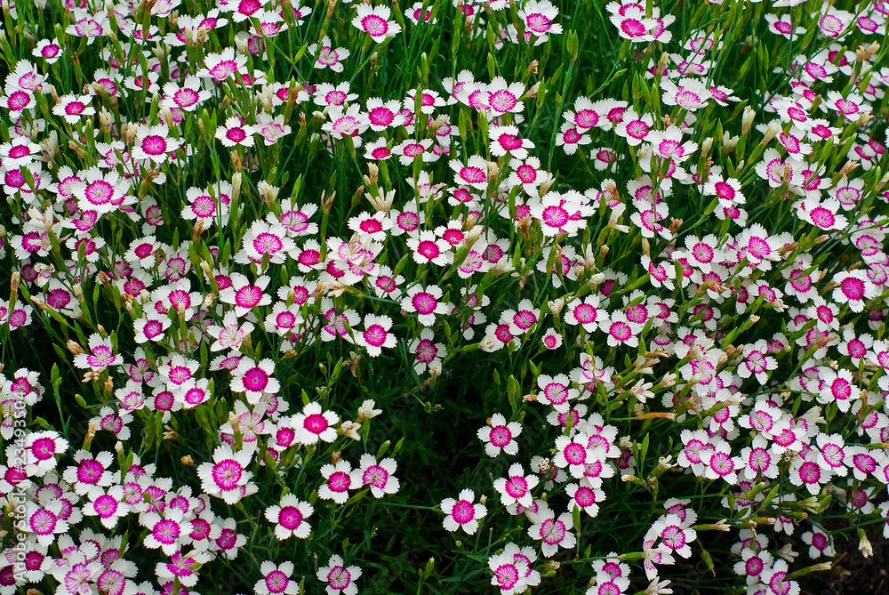 Many Purple and White Phlox Flowers