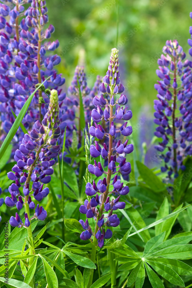 Lupines Lupines
