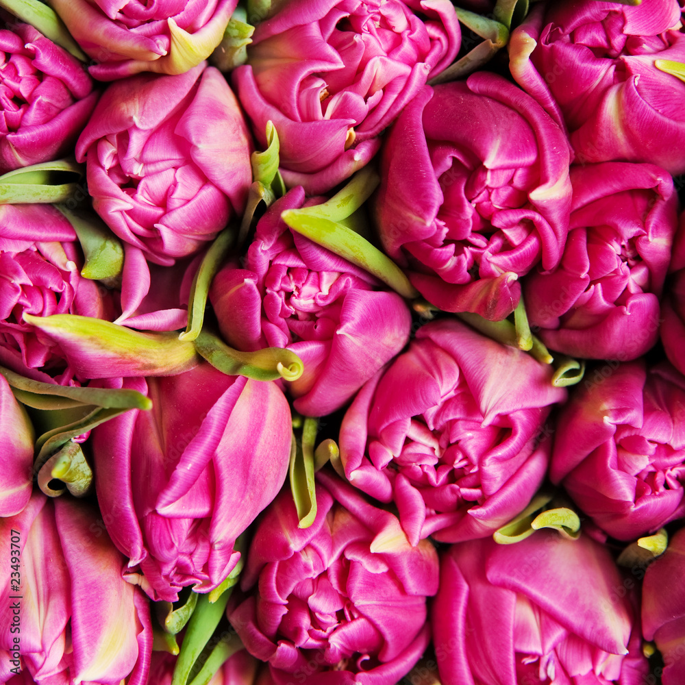 tulips tulips
