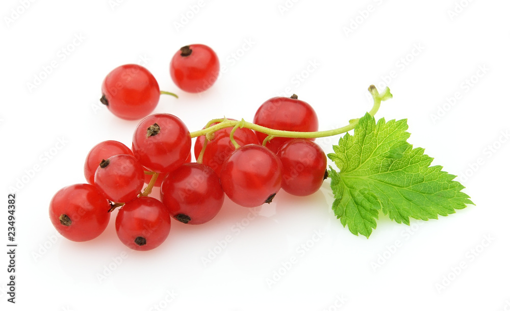 Currant with leaves