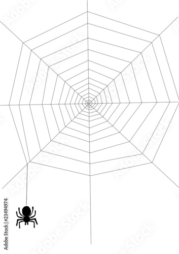 Spider on the net