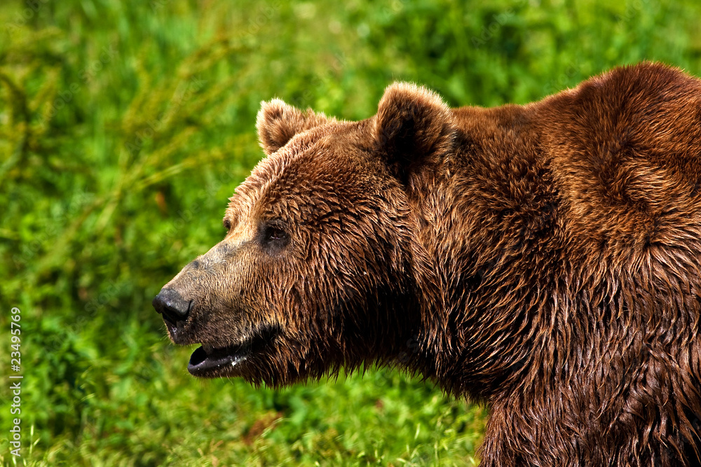 brown bear ( Ursus arctos ) looking for food brown bear ( Ursus arctos ) looking for food