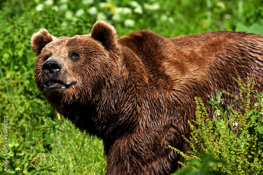 brown bear ( Ursus arctos ) looking for food