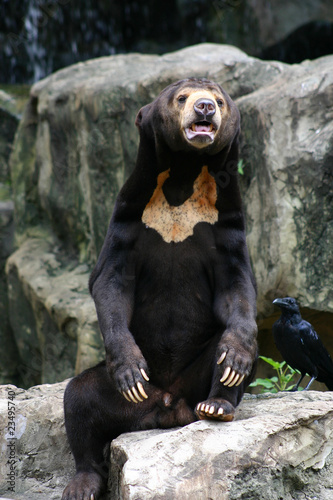 Black Bear in Zoo © foto76