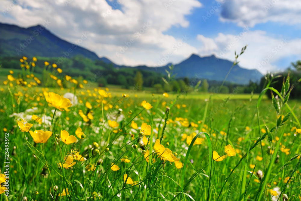 Grass and flowers in the Alpine meadow