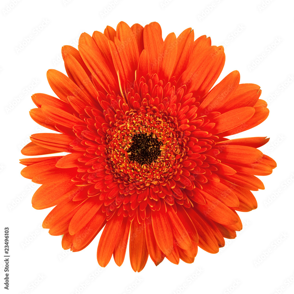 Orange gerbera Orange gerbera