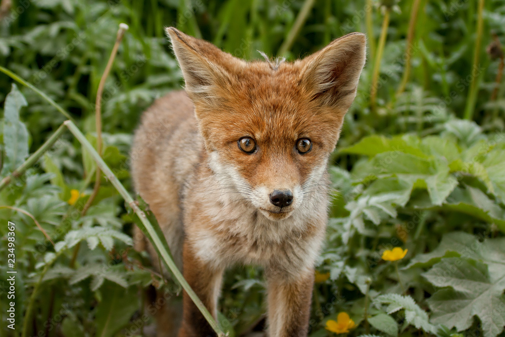 Obraz premium Jungtier Fuchs