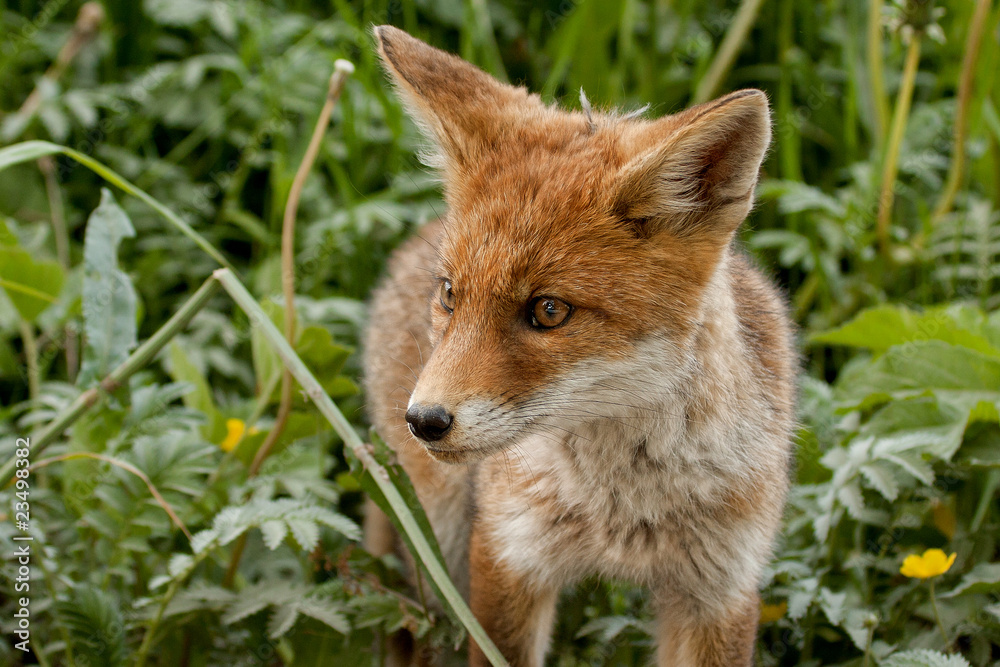 Fototapeta premium Jungtier Fuchs