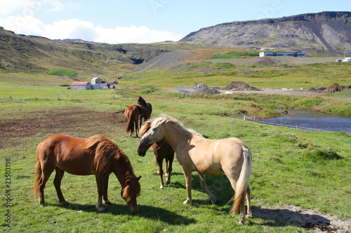 Icelandic horses on Snaefellsnes peninsula