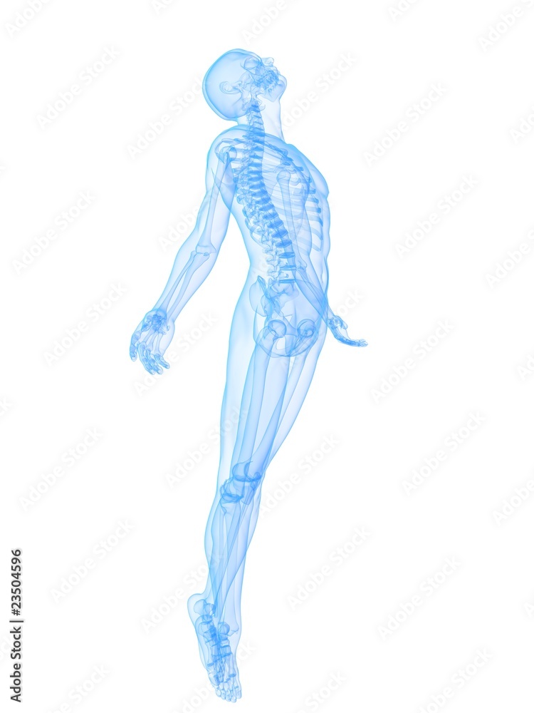 männliches Skelett - Modell