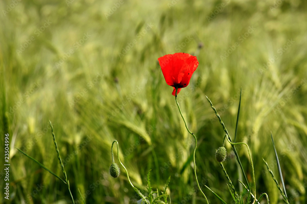 Mohnblume Mohnblume