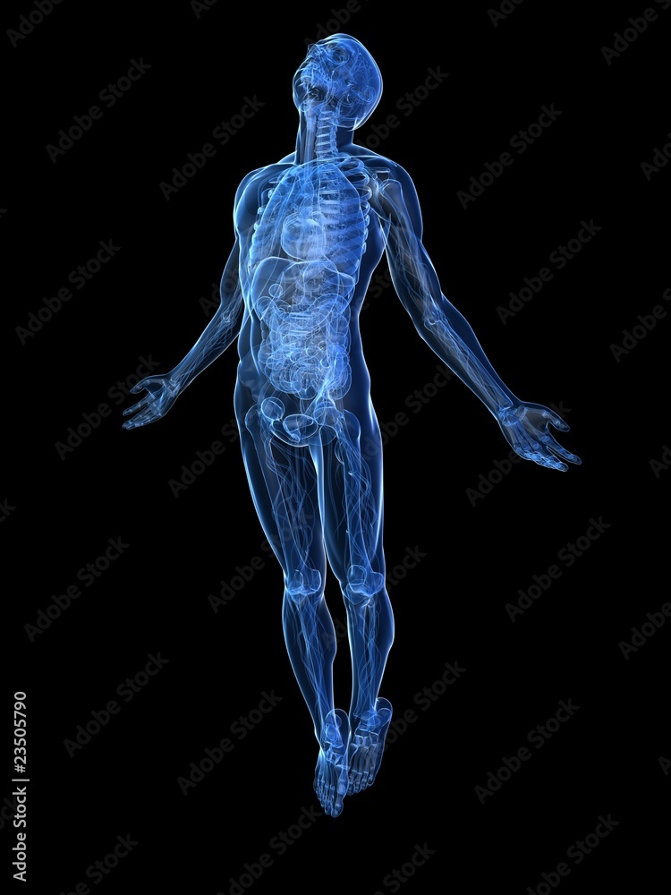 transparente männliche Anatomie