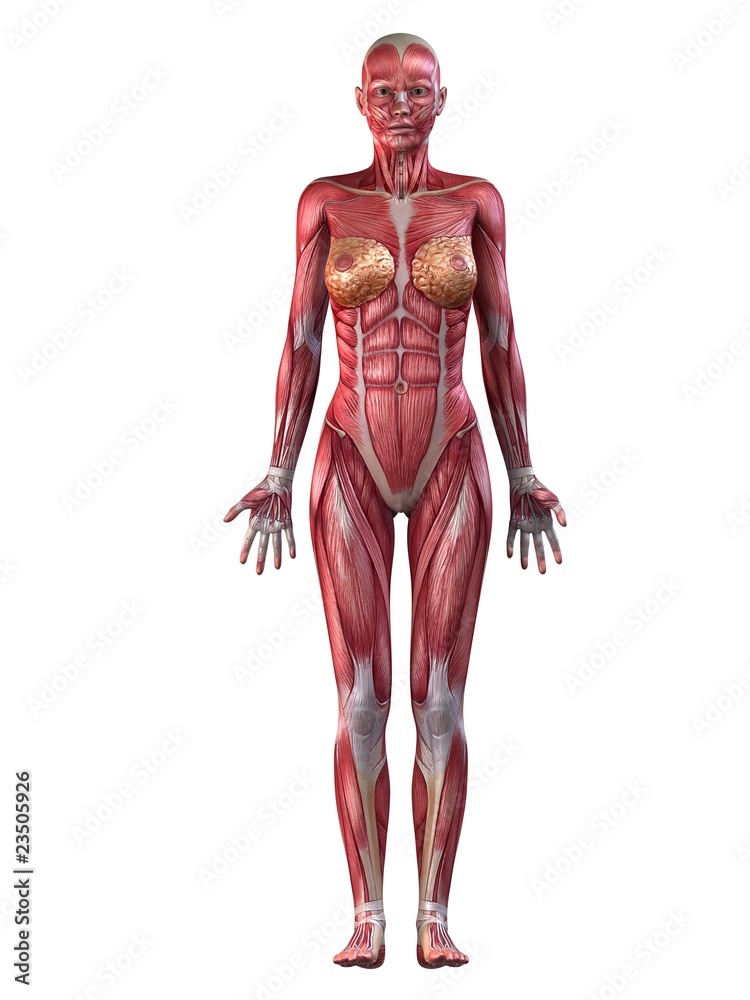 Muskelsystem der Frau