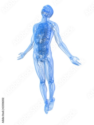 männliche Anatomie © Sebastian Kaulitzki