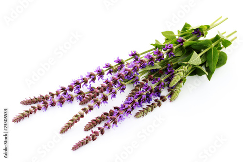 sage flowers photo