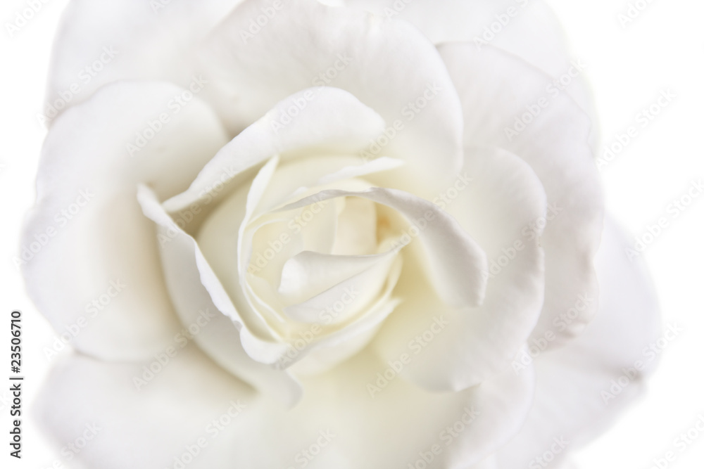 Fototapeta premium White rose, isolated