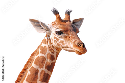 D  tourage de la t  te d une jeune girafe