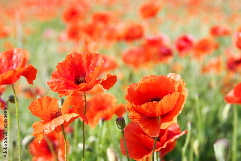 Obraz premium beautiful poppy field in a sun canicular day