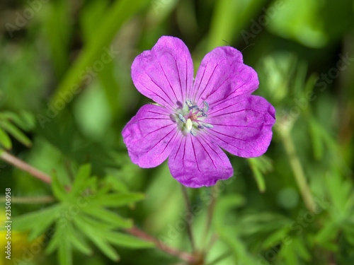 Storchschnabel - Geranium © M. Schuppich