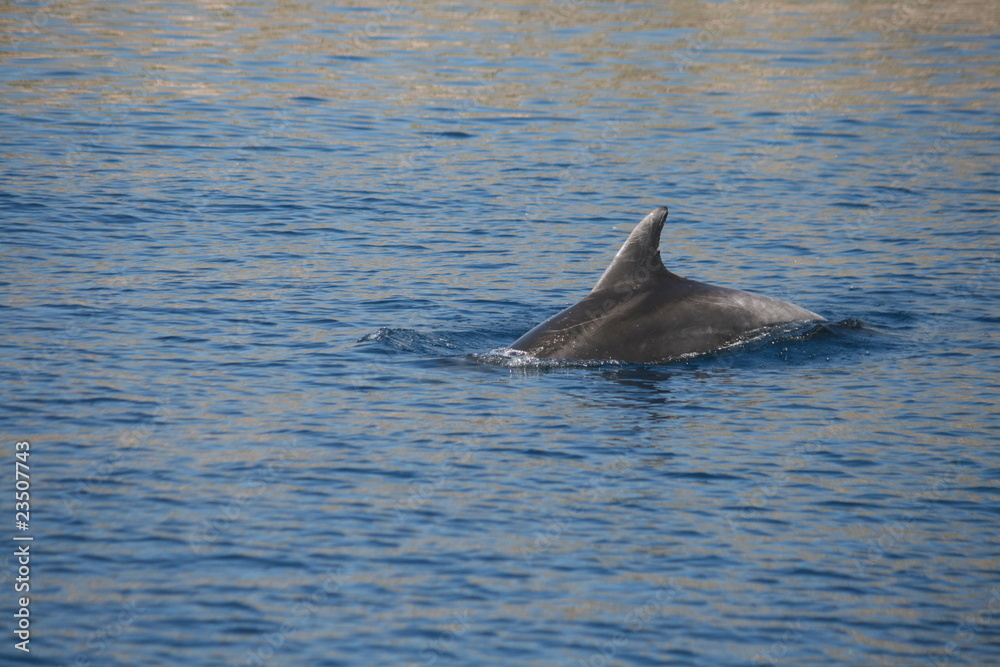 Fototapeta premium delfin
