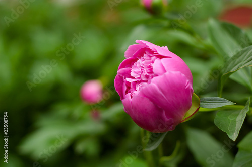 Pink flower of a peony in a garden.