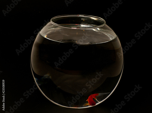 Tableau sur toile poisson rouge sur fond noir
