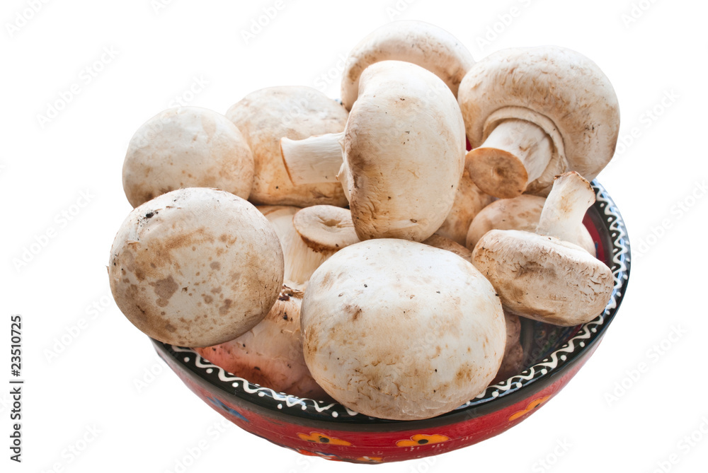 mushroom mushroom
