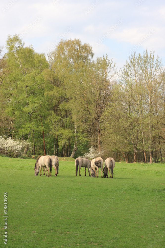 Fototapeta premium tarpans on a meadow