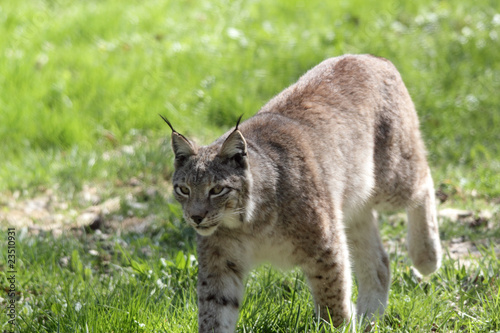 juvenile lynx photo