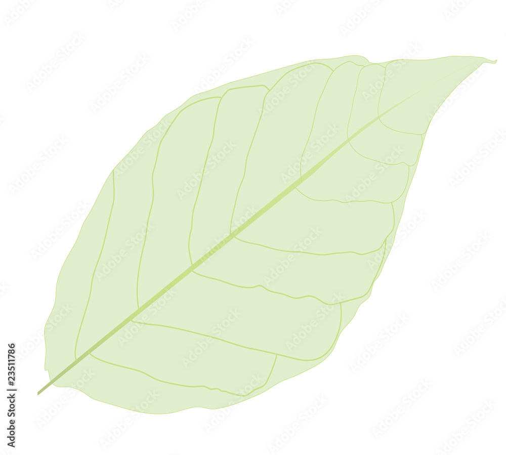 Obraz premium Green simple leave isolated on white
