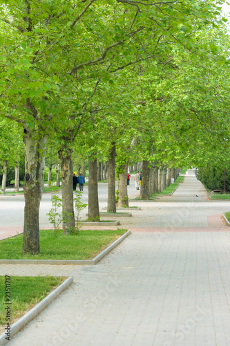 A long alley in the park