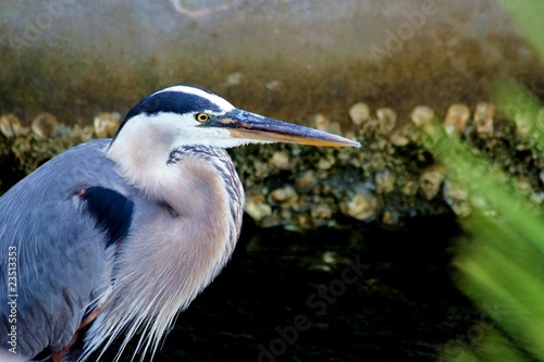 Great Blue