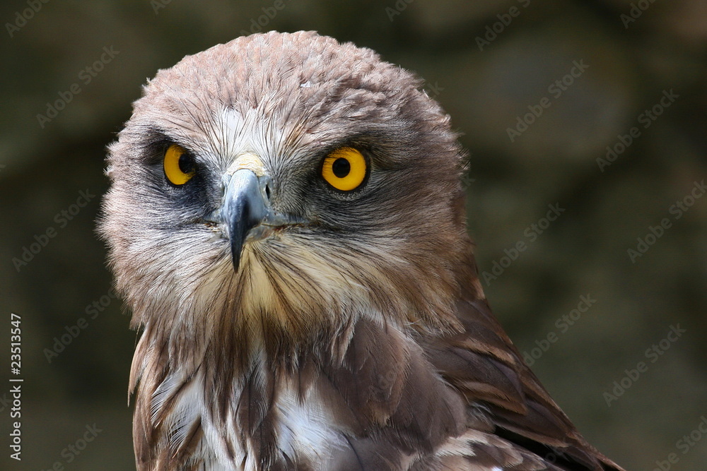 schlangenadler schlangenadler