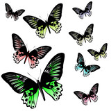 Colored butterflies on a white background