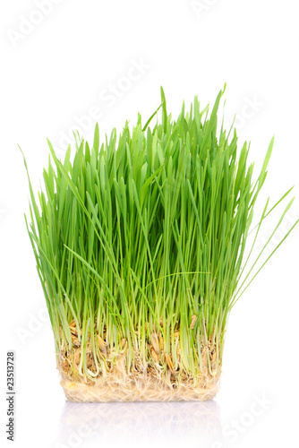 Grass in soil