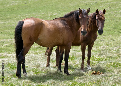 Wild horses in highlands