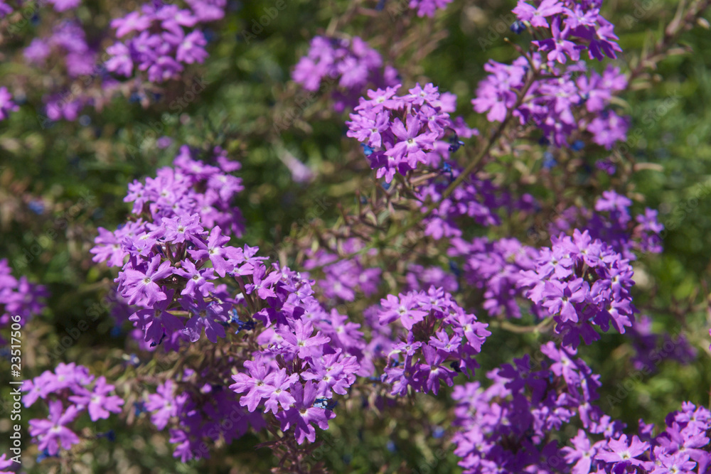 Verbena