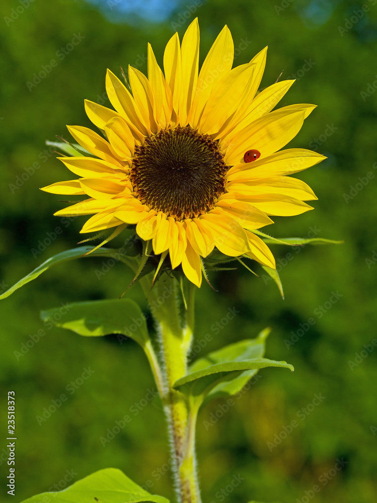 Fototapeta premium Bright Red Ladybug on a Warm Yellow Sunflower
