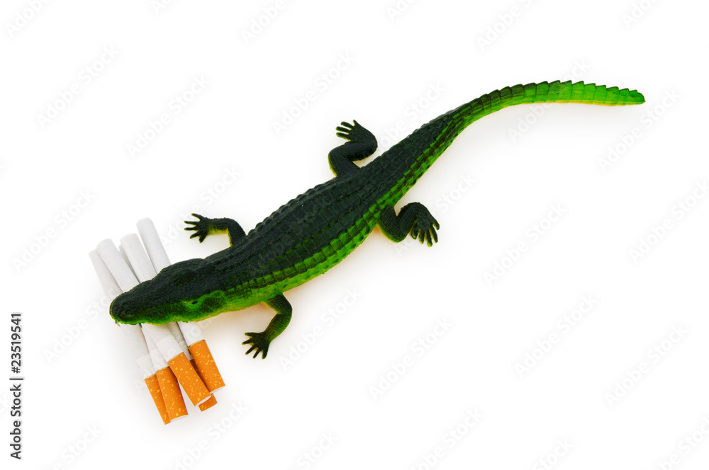 Fototapeta premium Crocodile with cigarettes isolated on white