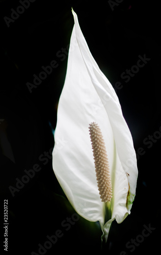 Peace Lily