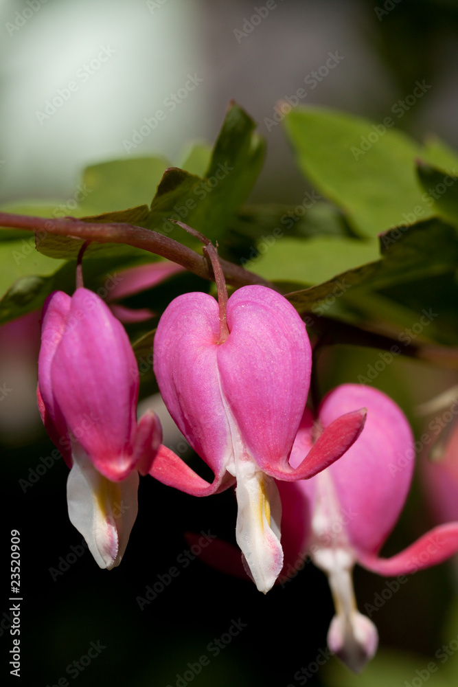 Fototapeta premium Red heart flowers