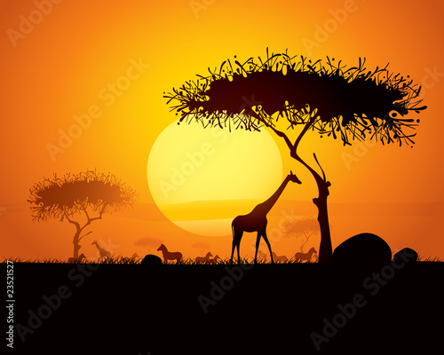 tranquil sunset scene in africa